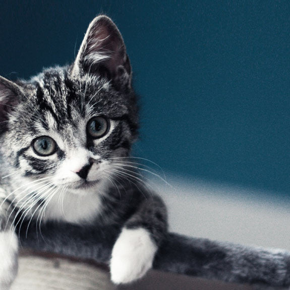 BENEFITS OF WORKING WITH A FUJITSU ELITE MEMBER